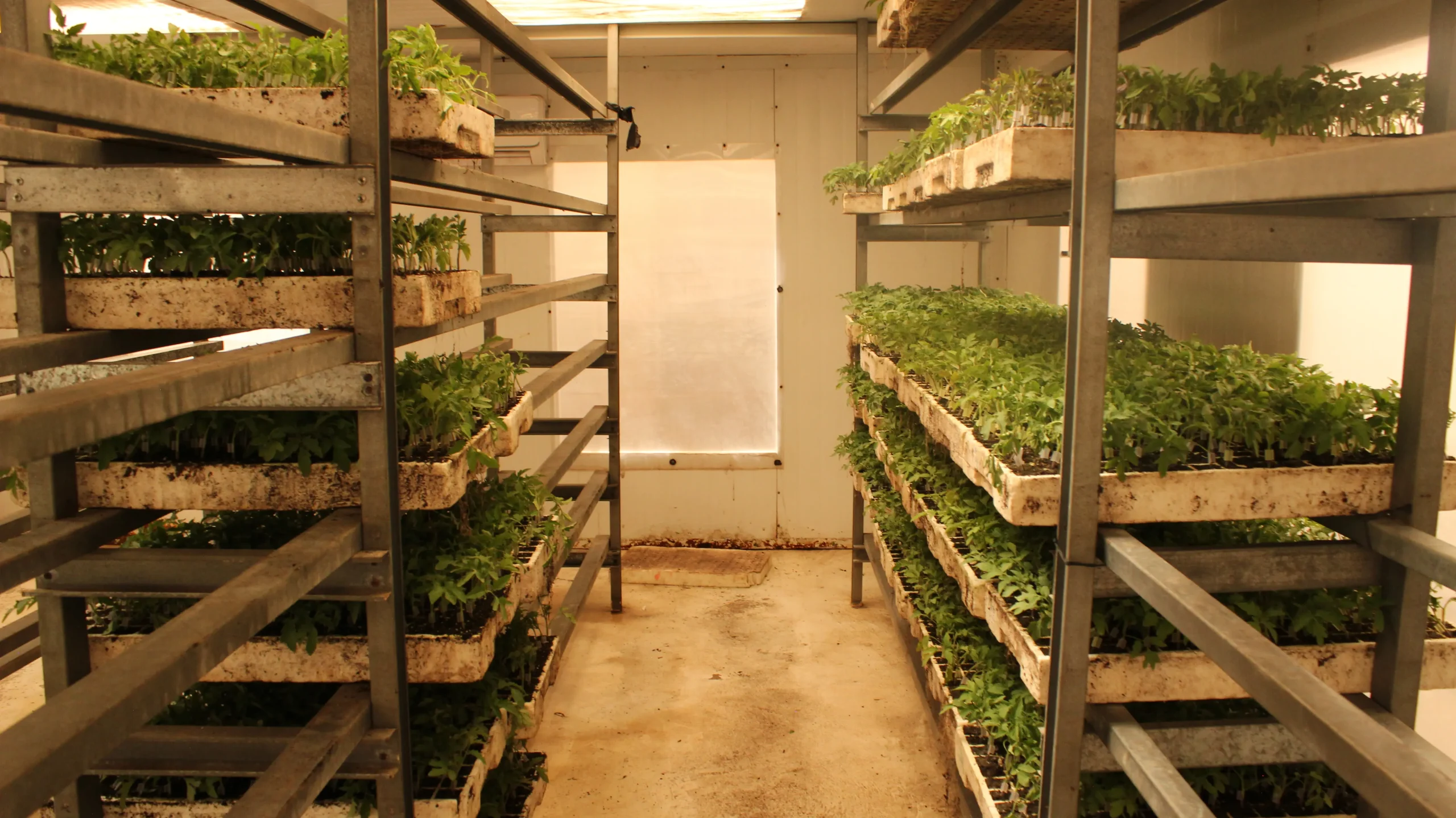 Plantinera Seedlings